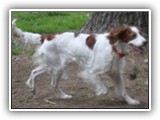 2019-07-14 setters (1)