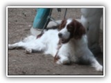 2019-07-14 setters (2)
