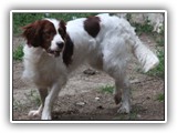 2019-07-14 setters (3)