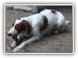 2019-07-14 setters (4)