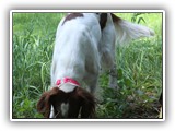 2019-07-15 setter apple (8)