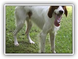 2019-07-15 setter zuma (10)