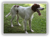 2019-07-15 setter zuma (11)