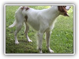 2019-07-15 setter zuma (12)