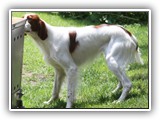 2019-07-15 setter zuma (13)
