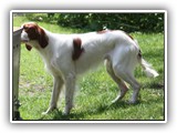 2019-07-15 setter zuma (14)