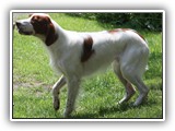 2019-07-15 setter zuma (15)