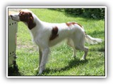 2019-07-15 setter zuma (16)