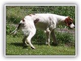 2019-07-15 setter zuma (3)