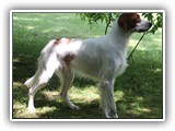 2019-07-15 setter zuma (4)