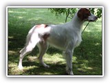 2019-07-15 setter zuma (5)