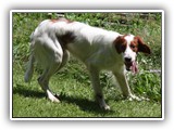 2019-07-15 setter zuma (6)
