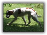 2019-07-15 setter zuma (7)