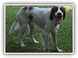 2019-07-15 setter zuma (8)