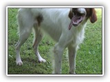 2019-07-15 setter zuma (9)
