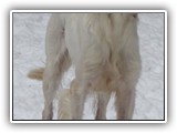 2019-12-01 zuma (2)