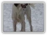 2019-12-01 zuma (5)