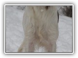 2019-12-01 zuma (8)