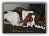 3-14-2013 Poppy (1)