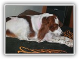 3-14-2013 Poppy (2)