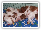 4-25-12 pups (11)