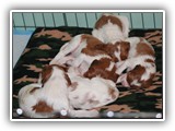 4-25-12 pups (2)