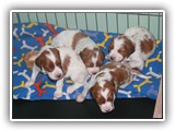 4-25-12 pups (23)