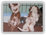 4-25-12 pups (27)
