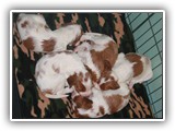 4-25-12 pups (3)