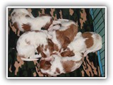 4-25-12 pups (4)