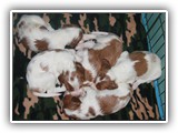 4-25-12 pups (5)