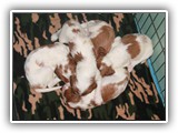 4-25-12 pups (6)