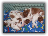 4-25-12 pups (9)