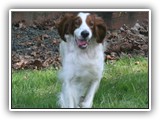 4-25-2013 poppy (3)