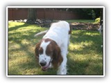 5-9-2013 poppy