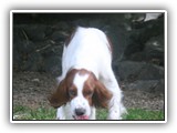 6-21-2013 poppy