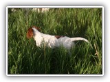 6-27-12 walk (37)
