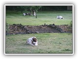 7-4-2013 (10)