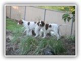 8-6-2013 payton & envy (2)