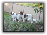 8-6-2013 payton & envy (3)