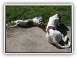 9-19-2012 eoghan & teal (1)