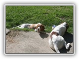 9-19-2012 eoghan & teal (2)