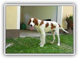 apollo (4)
