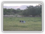bahloo (56)