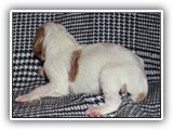 ember litter 10-10-2018 boy4 (14)