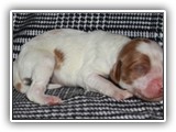 ember litter 10-10-2018 boy4 (15)