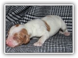 ember litter 10-10-2018 boy4 (16)
