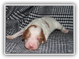 ember litter 10-10-2018 boy4 (17)