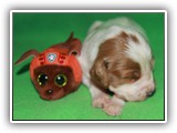Ember Litter 10-20-2018 Zuma (1)