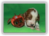 Ember Litter 10-20-2018 Zuma (2)